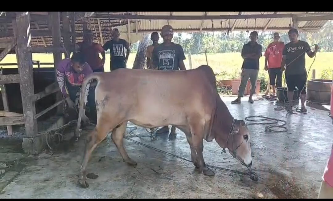 Kemenag Bireuen Sembelih 86 Hewan Qurban