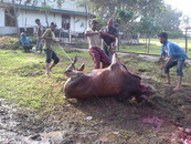 Psikologi Kurban