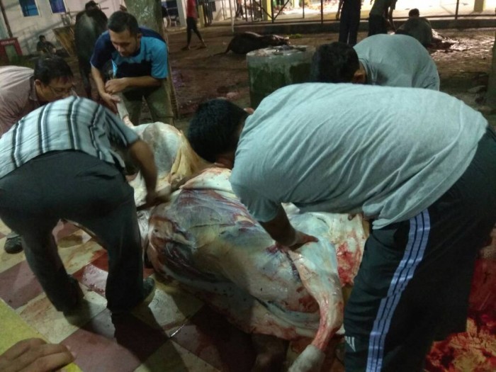 Sediakan Daging "Meugang" untuk Karyawan, Kemenag Aceh Potong 5 Ekor Sapi 
