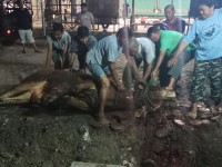 Meugang, Kemenag Aceh Sembelih 5 Ekor Sapi untuk Karyawan