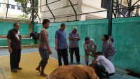 Kemenag Aceh Sembelih 5 Ekor Sapi Untuk Qurban 1440 H