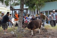 Kemenag Bener Meriah Sembelih Hewan Qurban Sebanyak 5 Ekor Sapi