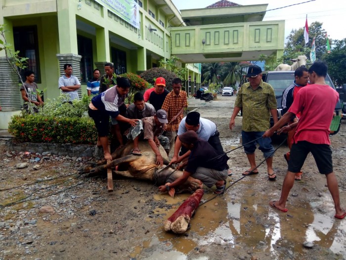 Qurban 1440 H : Kemenag Agara Menyembelih 10 Ekor Sapi