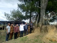 Wakaf Produktif, Kemenag Gayo Lues Budidaya Ternak Sapi dan Kambing
